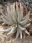 Aloe pachygaster JL (small quantity)